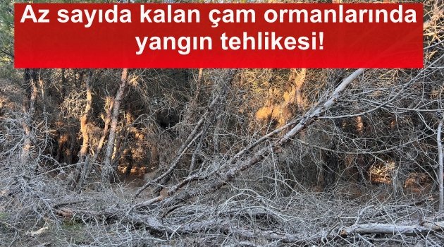 Bozcaada'daki az sayıda kalan çam ormanlarının durumu içler acısı