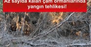 Bozcaada'daki az sayıda kalan çam ormanlarının durumu içler acısı