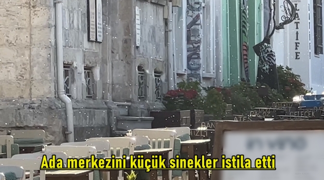 Ada merkezini küçük sinekler istila etti