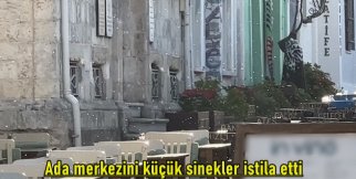 Ada merkezini küçük sinekler istila etti